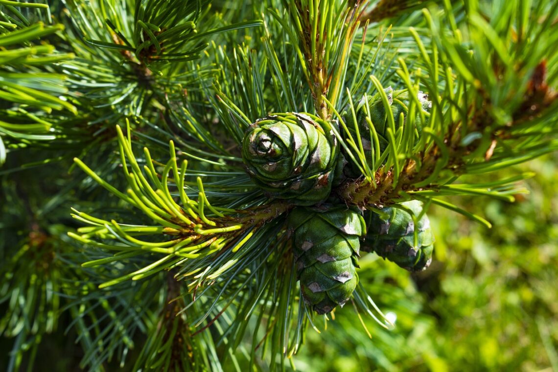 Cone, cedar, tree-4454765.jpg