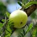 Indian gooseberry, natural, amla-337445.jpg